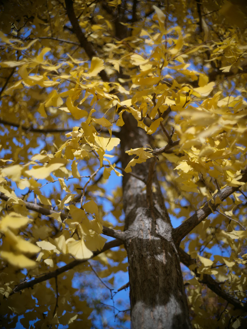 Light Lens Lab 50mm f/2 “Rigid” 鏡頭(銀色) - Image 3